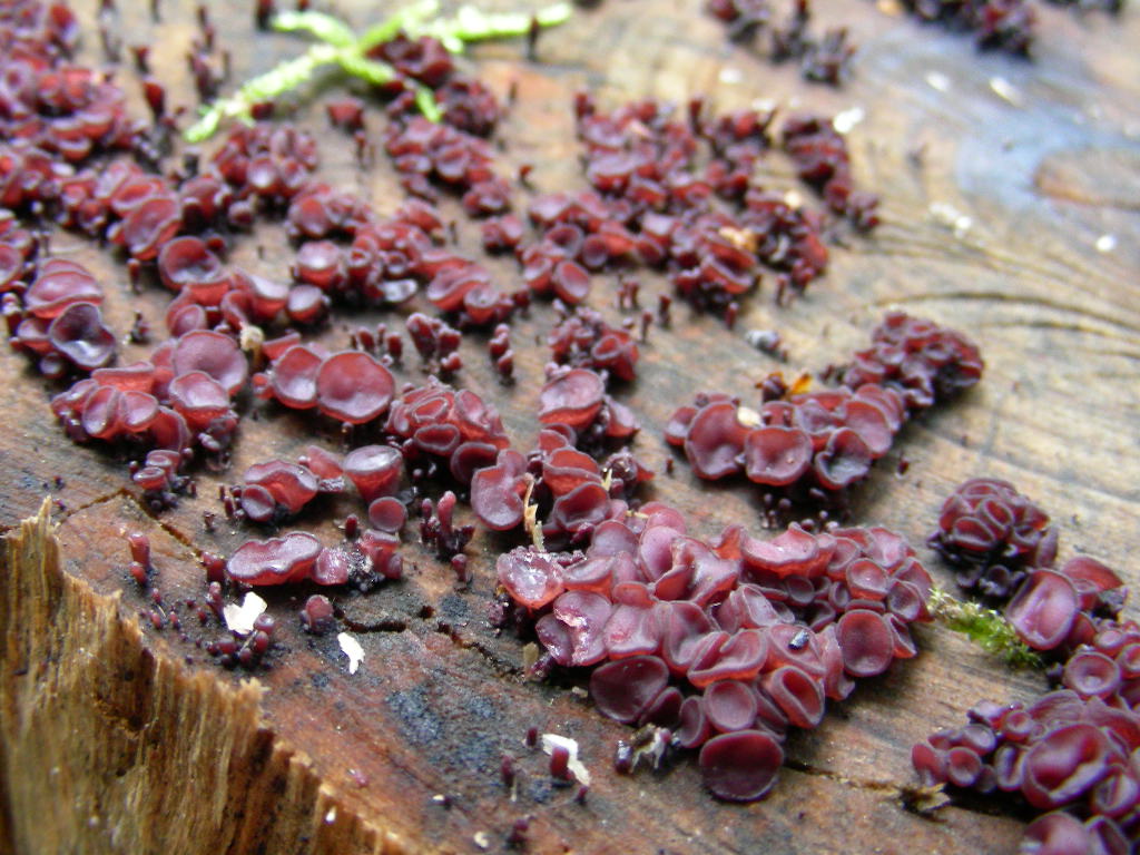 Ascocoryne sarcoides/cylichnium...